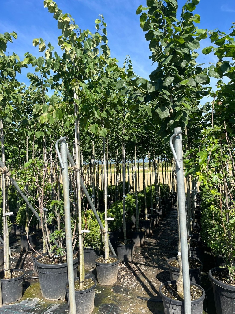 TILIA PLATYPHYLLOS