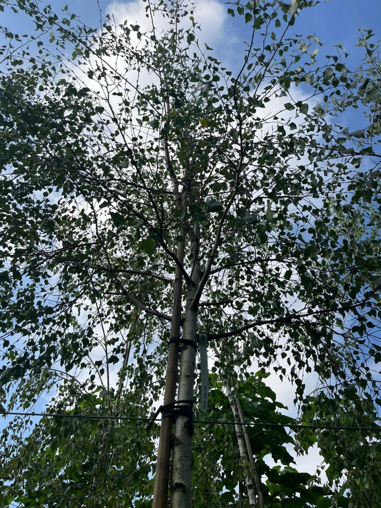 BETULA PENDULA ( BETULA ALBA - BETULA VERRUCOSA) (BETULLA COMUNE)