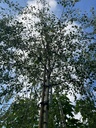BETULA PENDULA ( BETULA ALBA - BETULA VERRUCOSA) (BETULLA COMUNE)