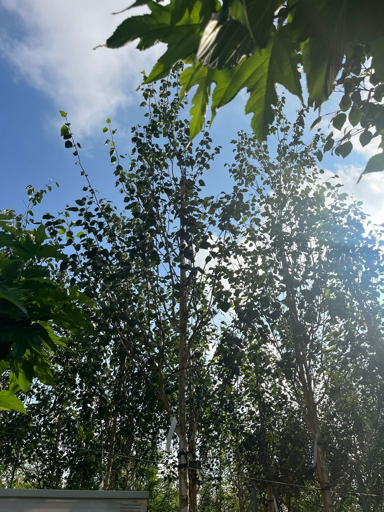 BETULA UTILIS 'DOORENBOS' (BETULA JACQUEMONTII)