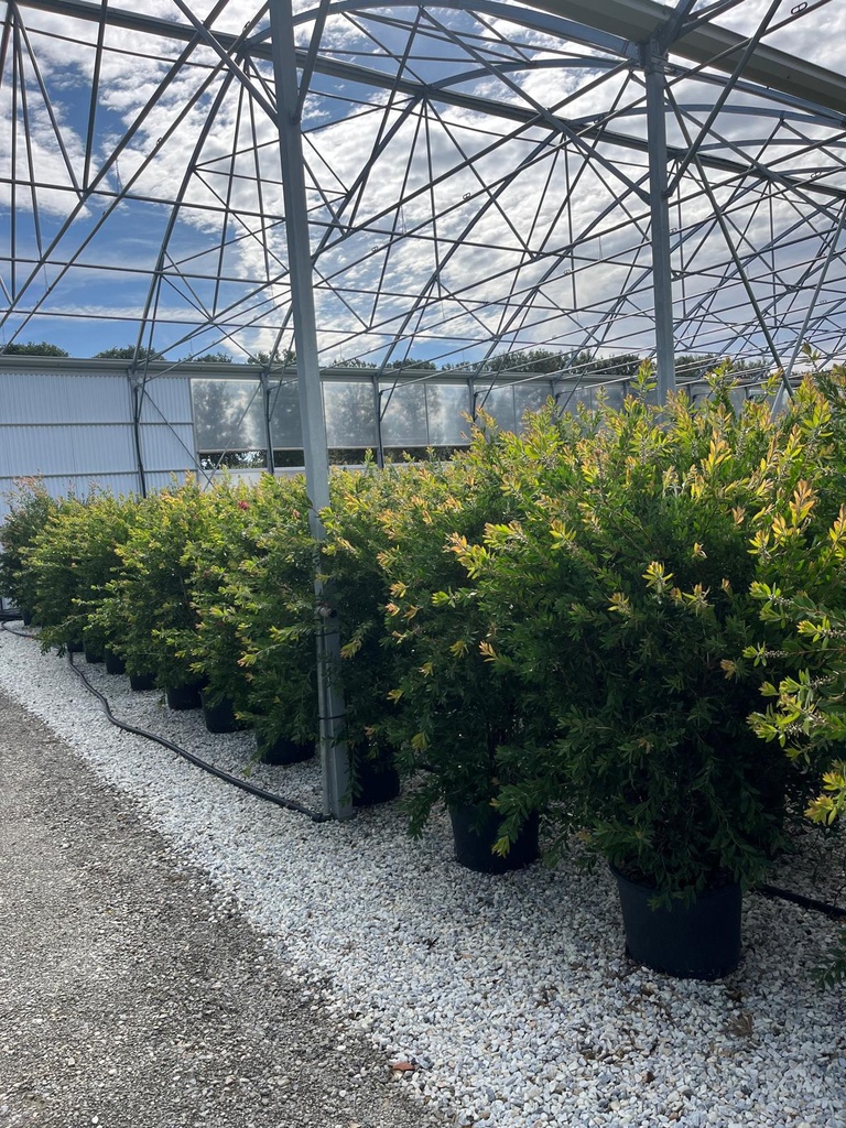 CALLISTEMON LAEVIS
