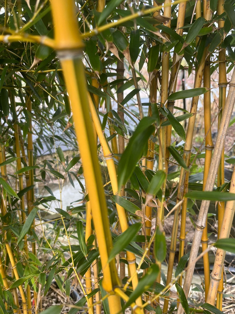 PHYLLOSTACHYS AUREOSULCATA 'SPECTABILIS' (BAMBU MEDI)