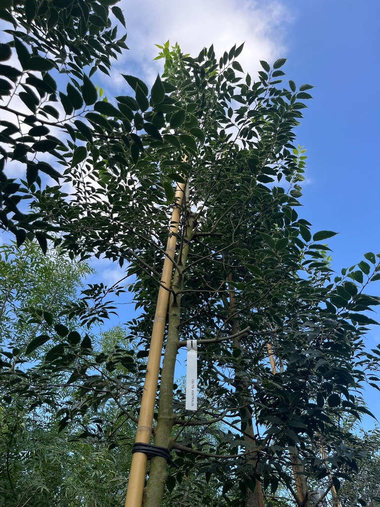 CELTIS AUSTRALIS (BAGOLARO O SPACCASASSI)
