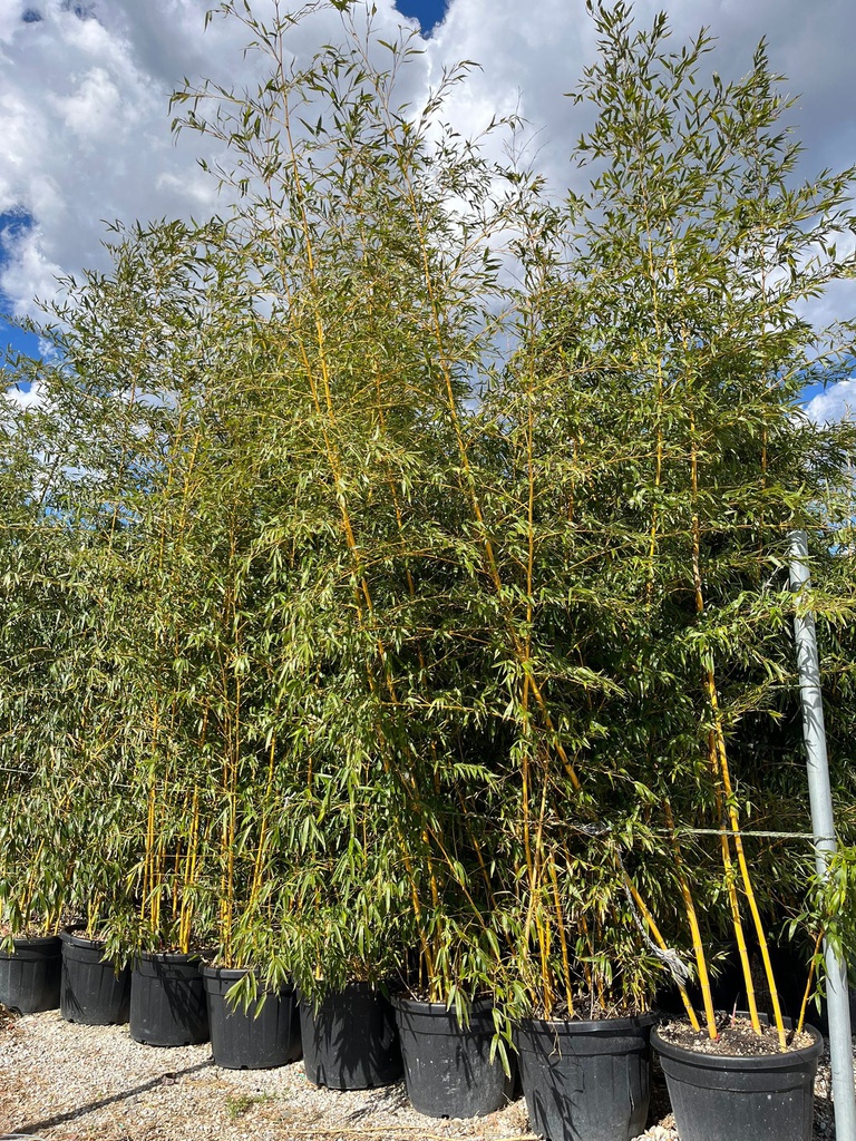 PHYLLOSTACHYS VIVAX 'AUREOCALIUS' (BAMBU' GIGANTI)