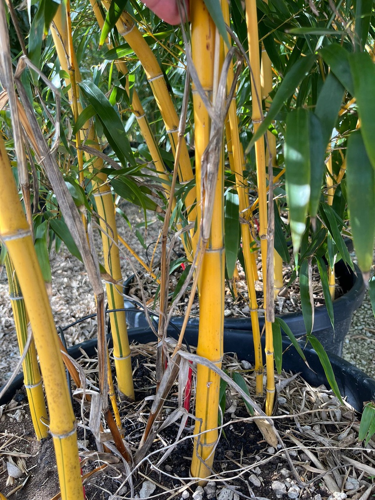 PHYLLOSTACHYS VIVAX 'AUREOCALIUS' (BAMBU' GIGANTI)