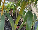 BAMBUSA VIVAX 'HUANGWENZHU' (BAMBU' GIGANTE)