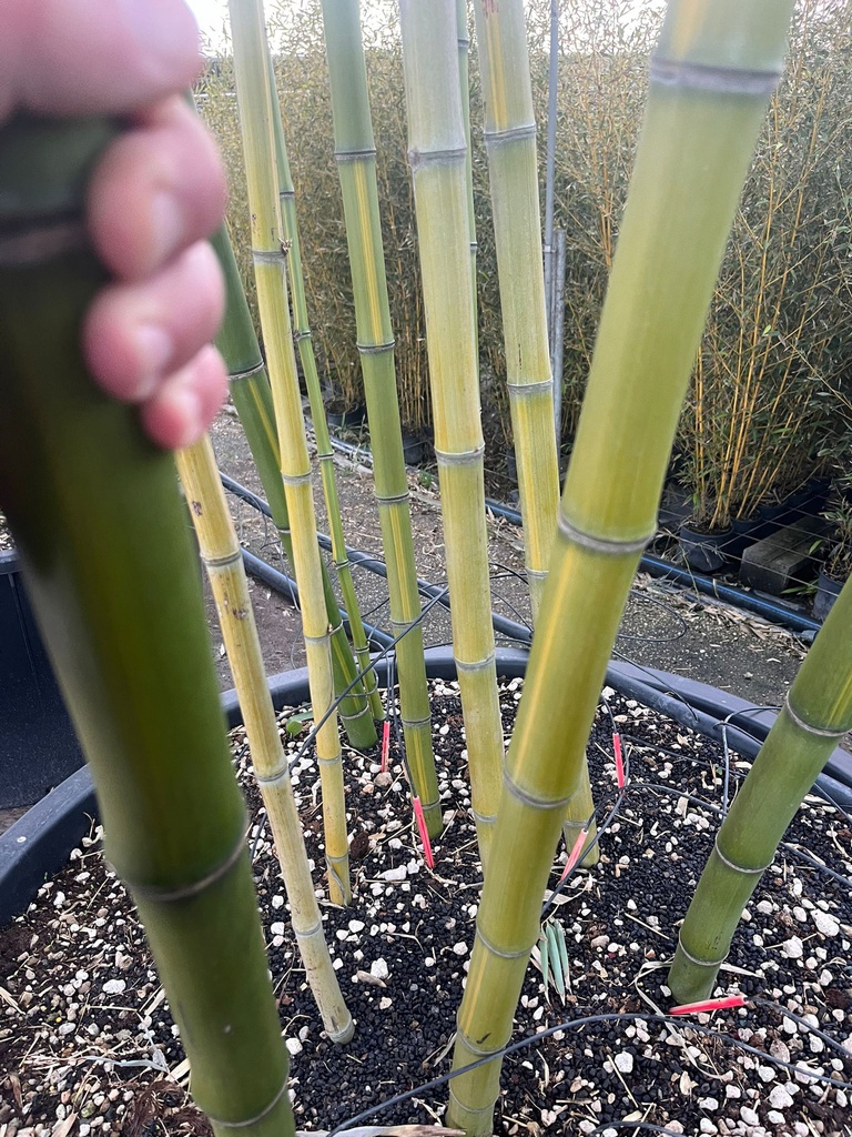 BAMBUSA VIVAX 'HUANGWENZHU' (BAMBU' GIGANTE)