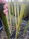 BAMBUSA VIVAX 'HUANGWENZHU' (BAMBU' GIGANTE)