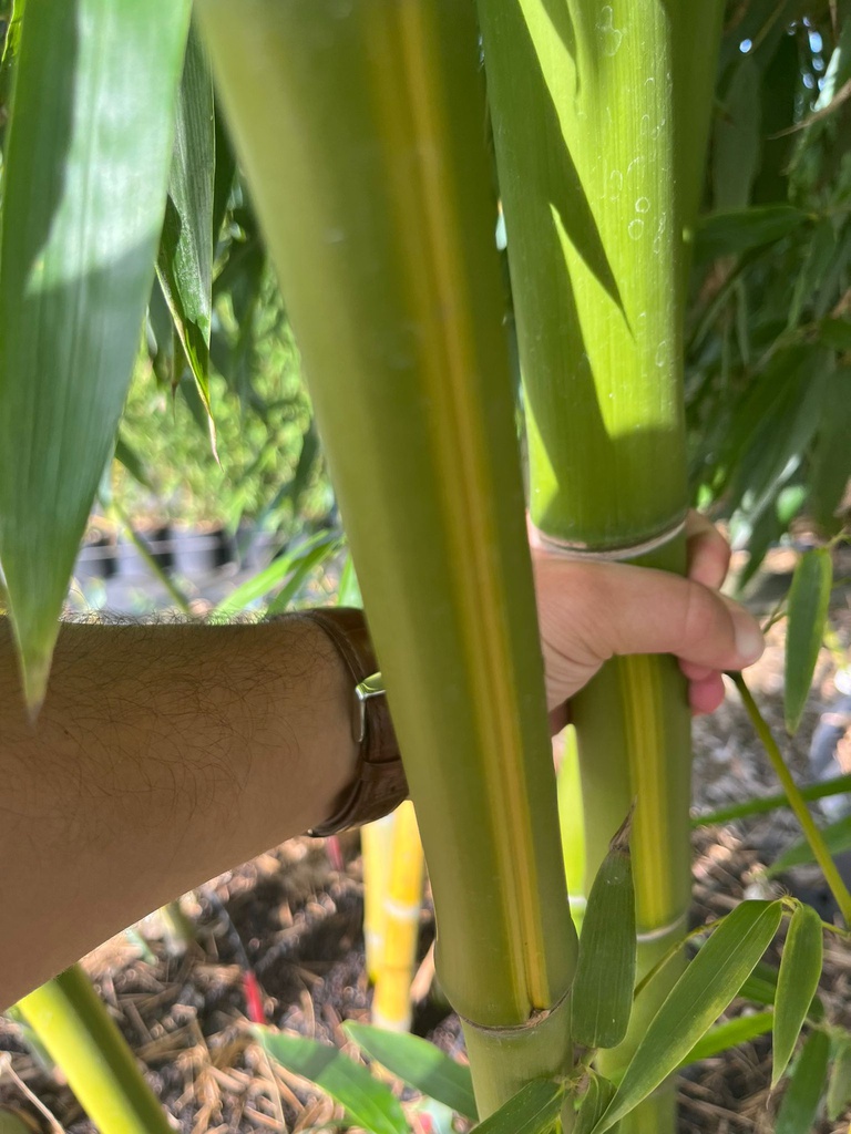 BAMBUSA VIVAX 'HUANGWENZHU' (BAMBU' GIGANTE)