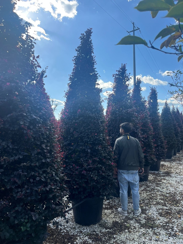 LOROPETALUM CHINENSE 'BLACK PEARL' A CONO EXTRA