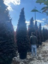 LOROPETALUM CHINENSE 'BLACK PEARL' A CONO EXTRA
