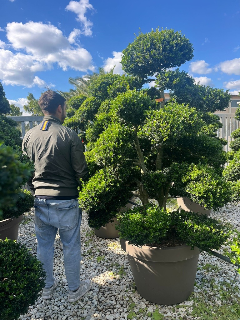 ILEX CRENATA 'KINME' BONSAI EXTRA