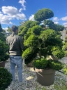 ILEX CRENATA 'KINME' BONSAI EXTRA