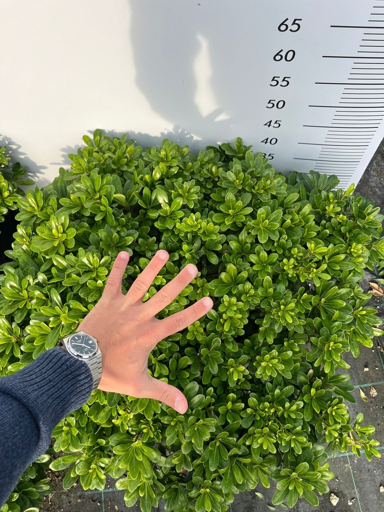 PITTOSPORUM TOBIRA 'NANUM' EXTRA