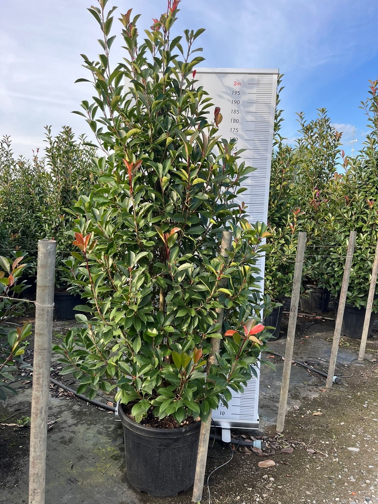 PHOTINIA X FRASERI 'RED ROBIN'