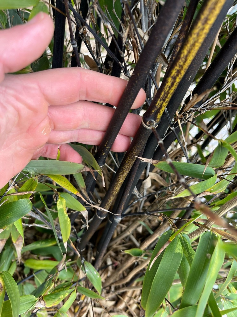 PHYLLOSTACHYS NIGRA (BAMBU CANNA NERA)
