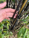 PHYLLOSTACHYS NIGRA (BAMBU CANNA NERA)