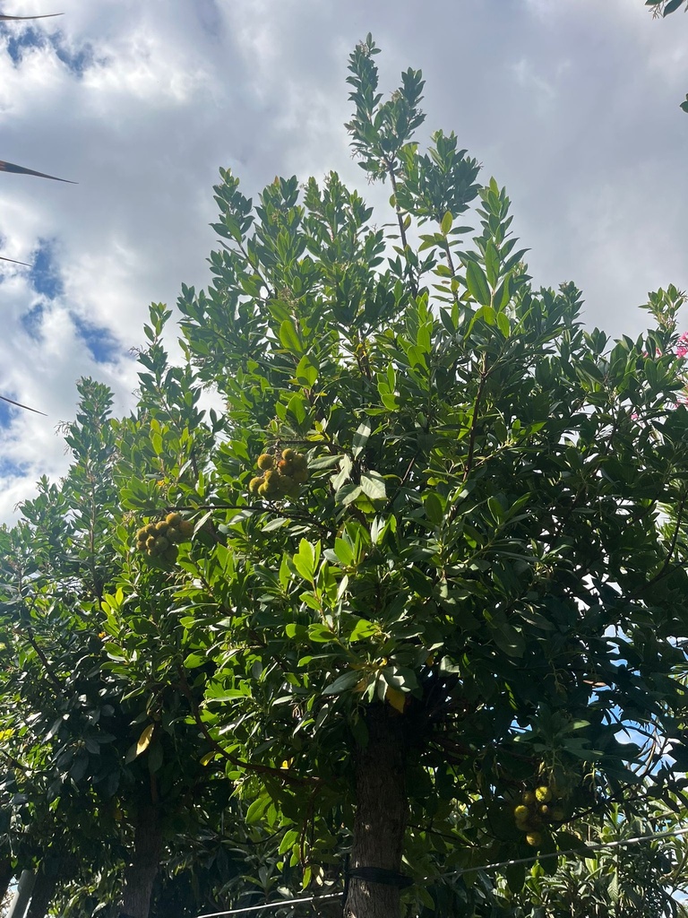 ARBUTUS UNEDO (CORBEZZOLO)