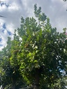ARBUTUS UNEDO (CORBEZZOLO)