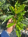 PHOTINIA SERRATIFOLIA 'CRUNCHY' MULTISTEM