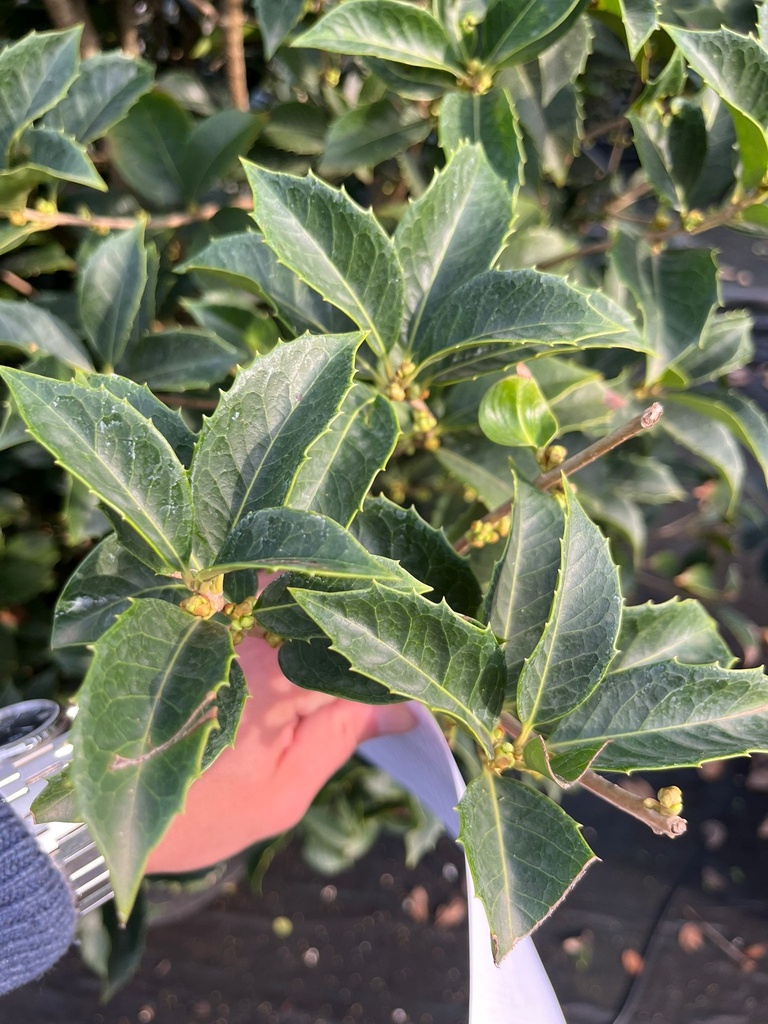 OSMANTHUS AQUIFOLIUM EXTRA