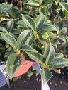 OSMANTHUS AQUIFOLIUM EXTRA