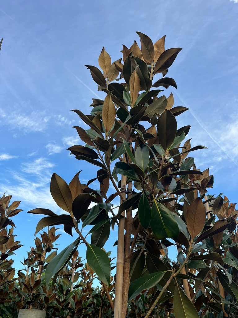 MAGNOLIA GRANDIFLORA 'GALLISONIENSIS'