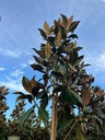 MAGNOLIA GRANDIFLORA 'GALLISONIENSIS'