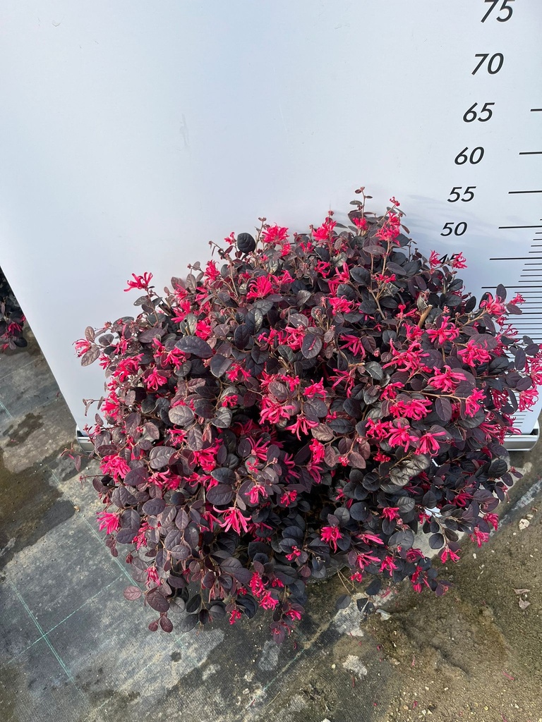 LOROPETALUM CHINENSE 'BLACK PEARL' A SFERA