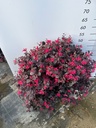 LOROPETALUM CHINENSE 'BLACK PEARL' A SFERA