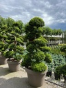 ILEX CRENATA 'KINME' BONSAI EXTRA