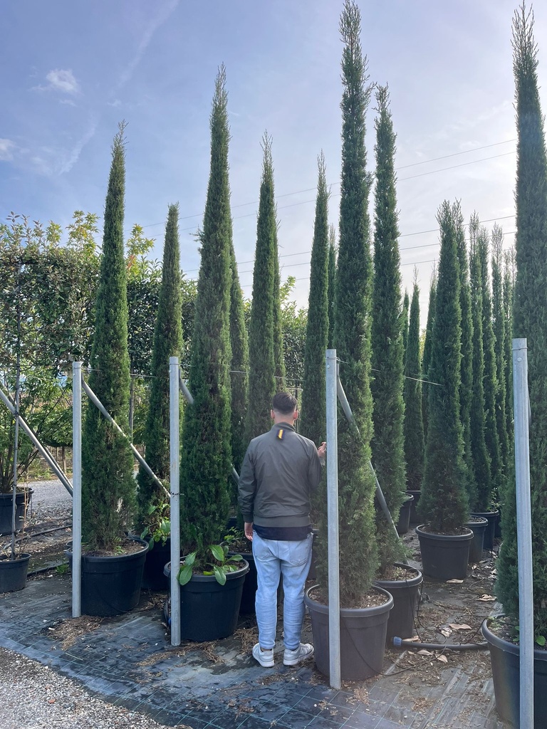CUPRESSUS SEMPERVIRENS 'PYRAMIDALIS'