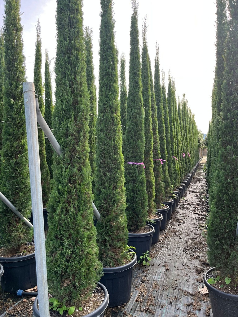 CUPRESSUS SEMPERVIRENS 'PYRAMIDALIS'
