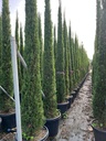 CUPRESSUS SEMPERVIRENS 'PYRAMIDALIS'