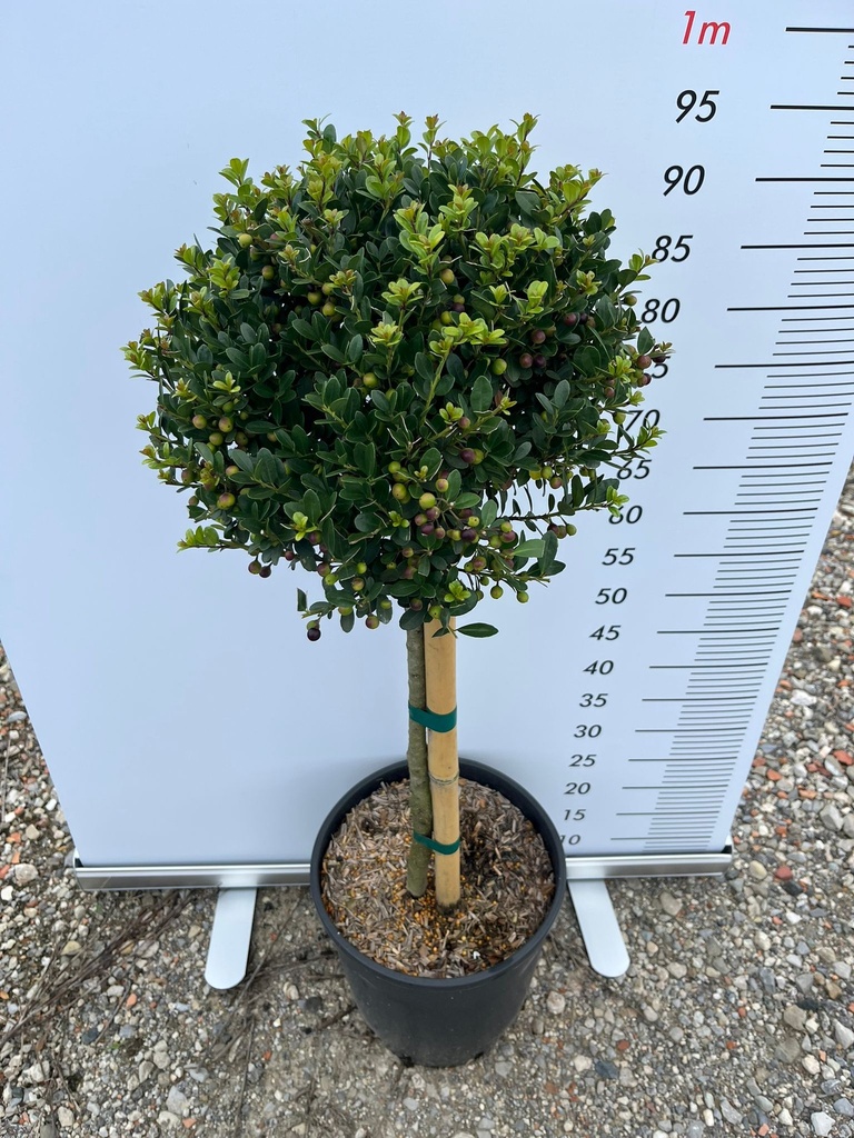 ILEX CRENATA 'KINME'