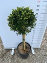 ILEX CRENATA 'KINME'