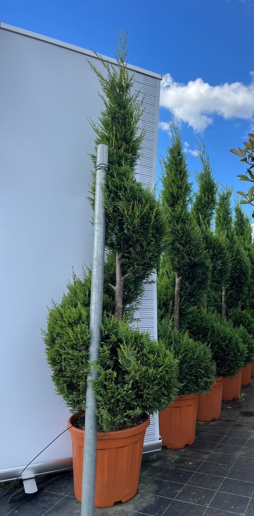 CUPRESSOCYPARIS LEYLANDII 'CASTLEWELLAN GOLD' SPIRALE