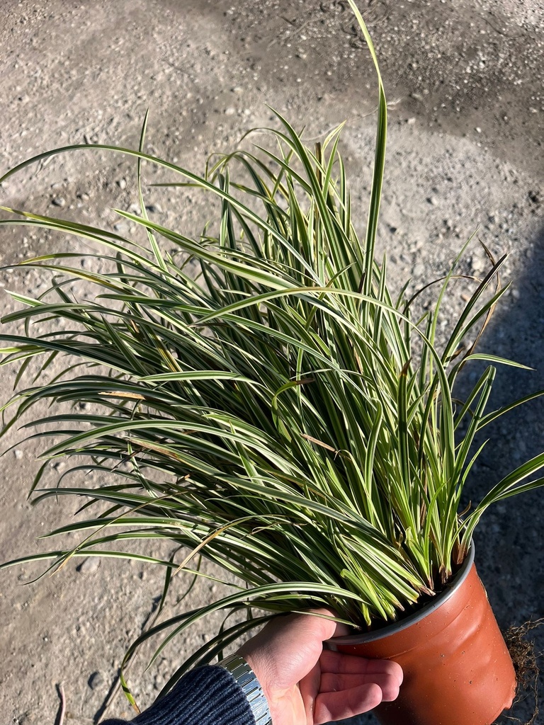 CAREX MORROWII 'VANILLA ICE'