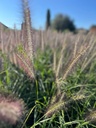 PENNISETUM VILLOSUM