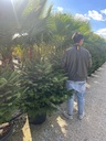 ABIES NORDMANNIANA (ABETE DEL CAUCASO) ZOLLA-VASO