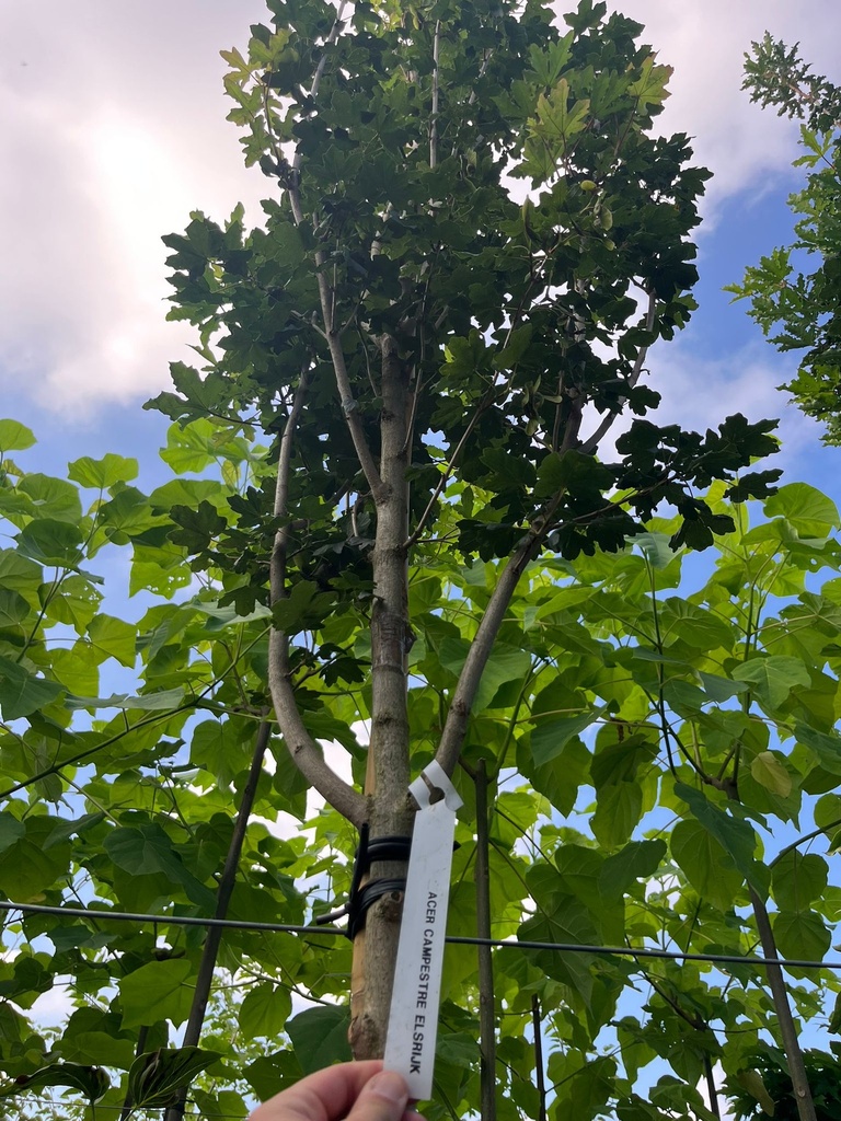 ACER CAMPESTRE 'ELSRIJK'