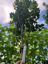 ACER CAMPESTRE 'ELSRIJK'
