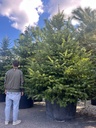 ABIES NORDMANNIANA (ABETE DEL CAUCASO) ZOLLA-VASO