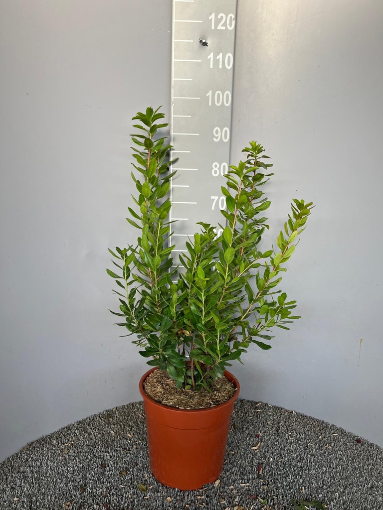 ARBUTUS UNEDO (CORBEZZOLO)