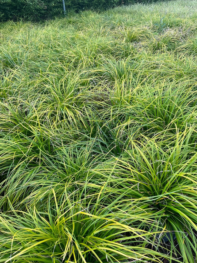 CAREX OSHIMENSIS 'EVERGREEN'