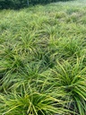 CAREX OSHIMENSIS 'EVERGREEN'