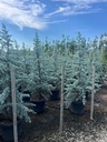 CEDRUS ATLANTICA GLAUCA (CEDRO BLU)