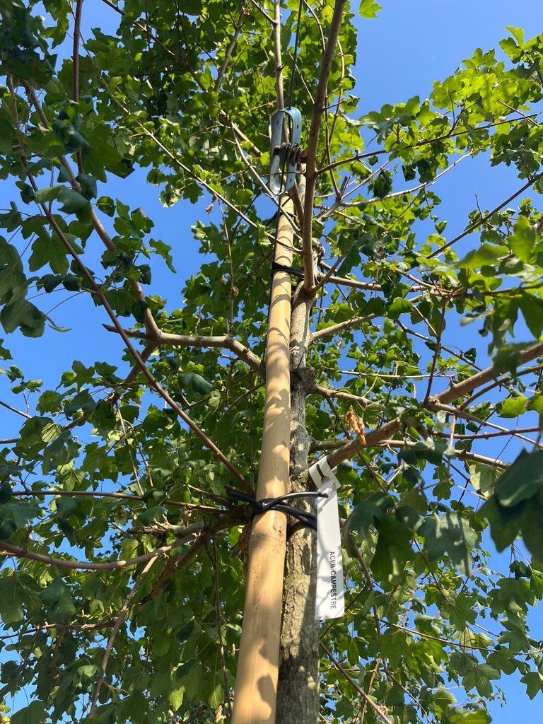 ACER CAMPESTRE