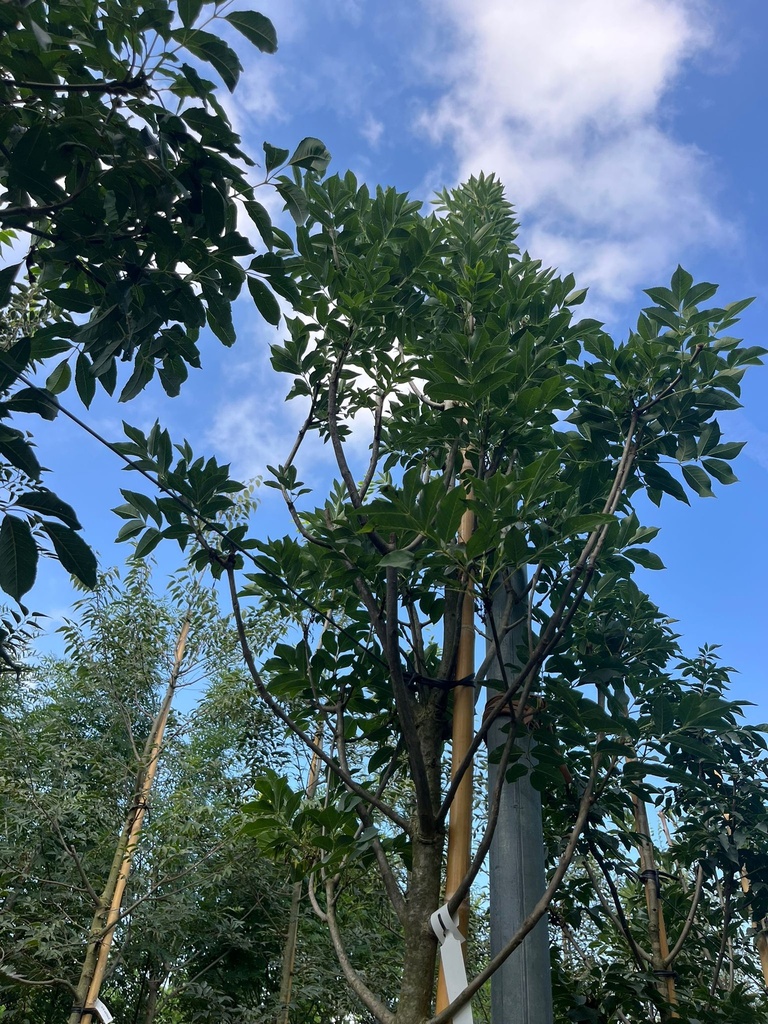 FRAXINUS ORNUS (ORNIELLO)