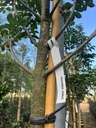 FRAXINUS ORNUS (ORNIELLO)
